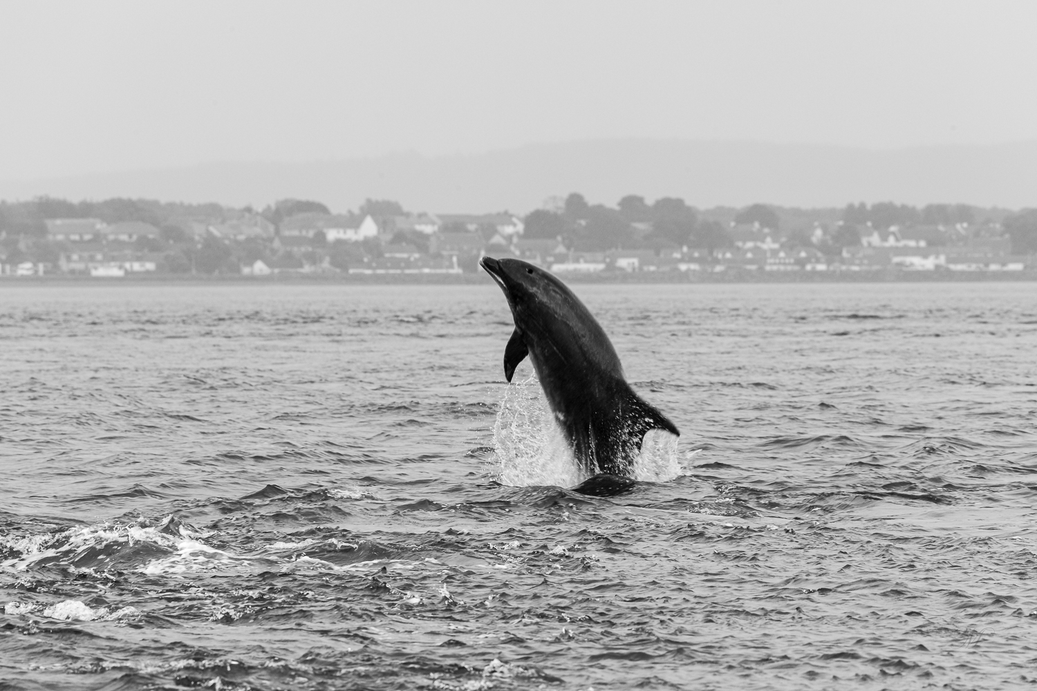 Dolfijnen in de Moray Firth bij Inverness Schotland. Fotograferen met een regenhoes.