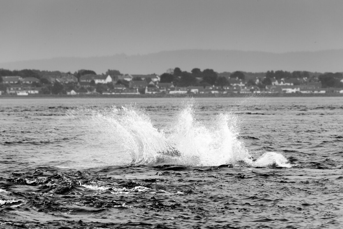 Dolfijnen in de Moray Firth bij Inverness Schotland. Fotograferen met een regenhoes.