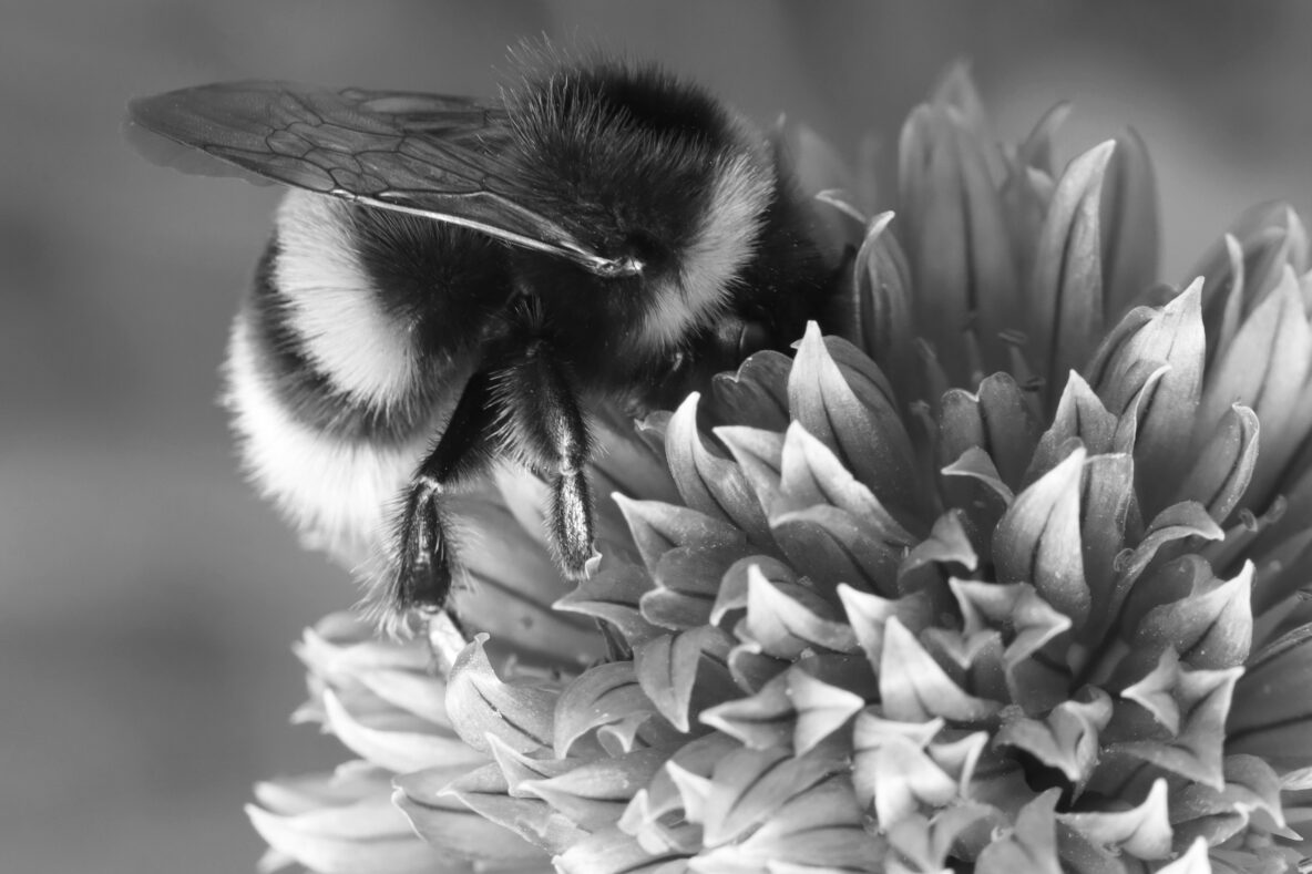 Artikel: Fotografie scherpstellen: back button focus instellen