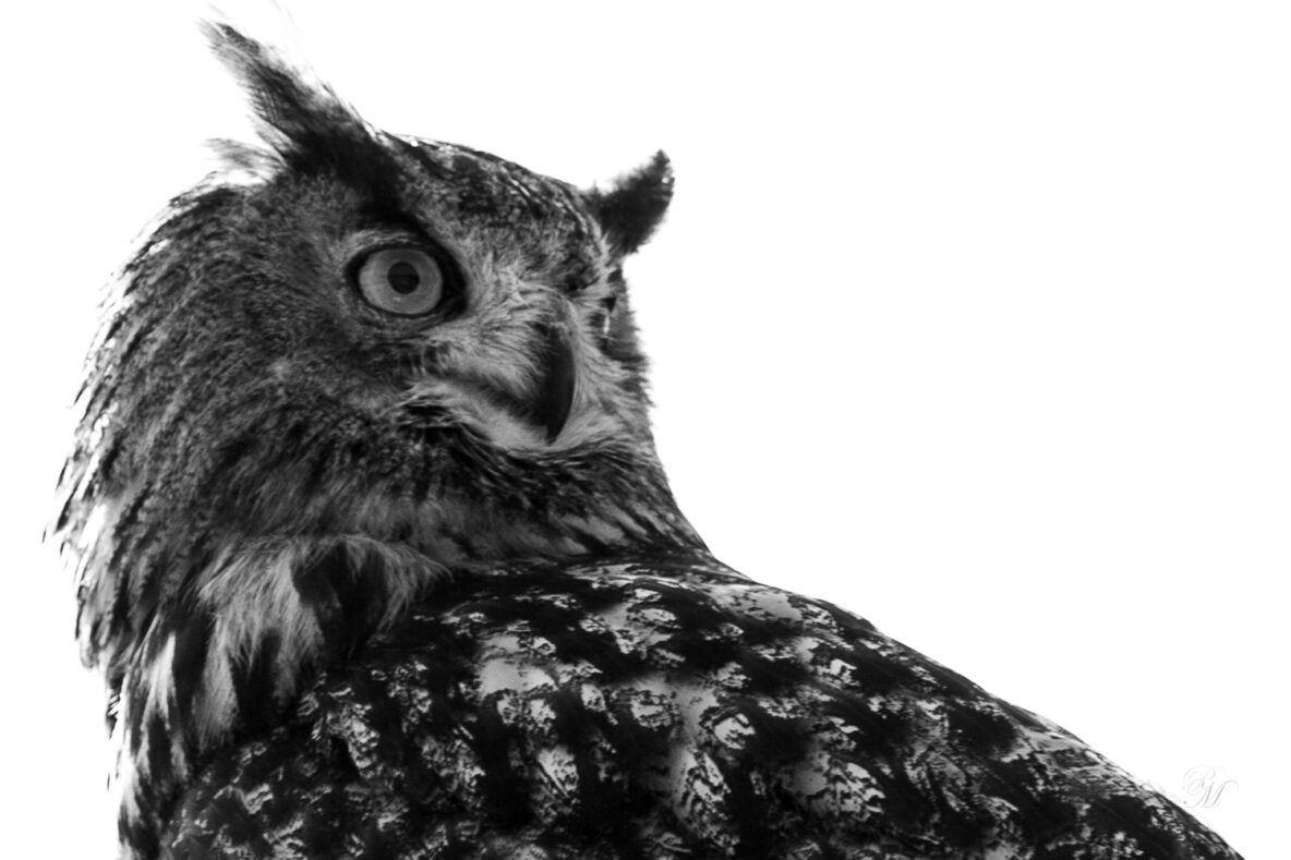 Kijkrichting is beeldbepalend in je compositie