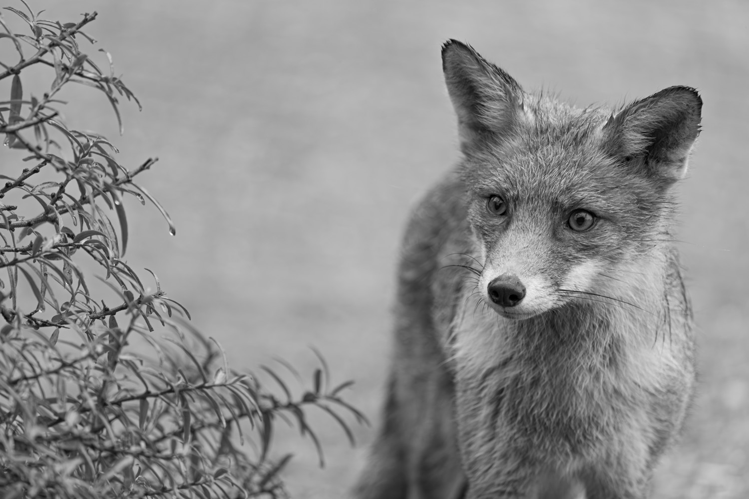 Featured image for “ISO en ruis. Het duivelse dilemma bij moeilijke lichtomstandigheden”