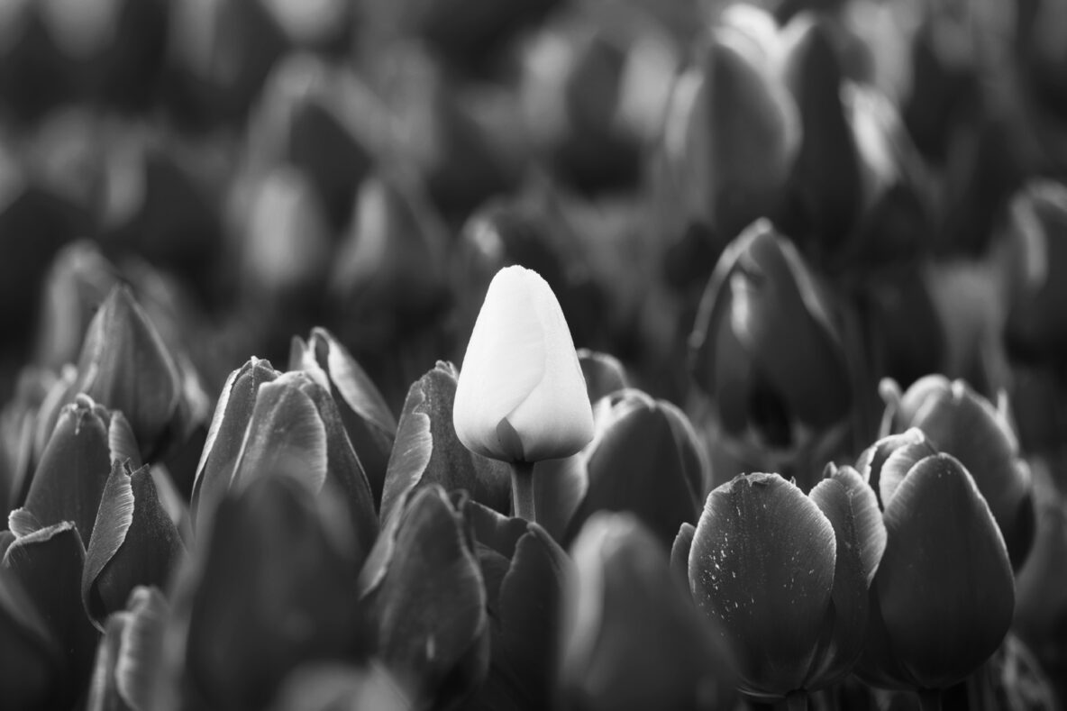 ISO en ruisonderdrukking