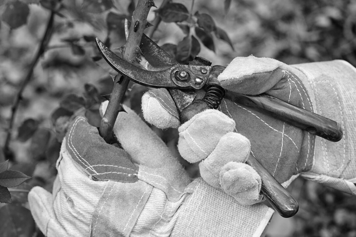 Waarom snoeien tijdens het fotograferen je foto's tot bloei brengt