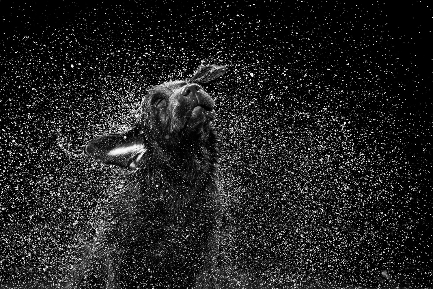 Featured image for “De relativiteit van sluitertijd en een scherpe foto”